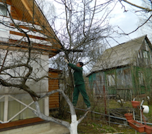 Услуги обрезки плодовых деревьев на даче