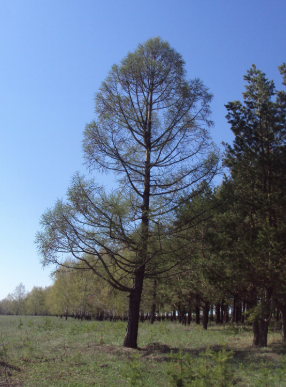 Лиственница сибирская высота 5-6 метров