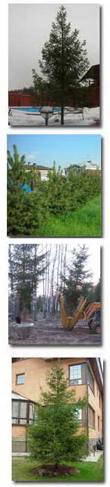 Крупномеры, крупномерные деревья, посадка крупномеров купить крупномеры из питомника