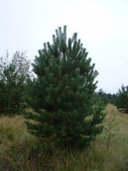 Сосна обыкновенная
Высота 5 – 6 метра