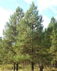 Сосна обыкновенная
Высота 8 – 10 метра