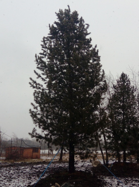 Кедр сибирский высота 10 – 12 метров