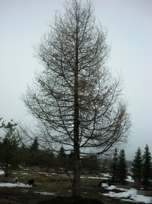 Лиственница сибирская высота 10 – 12 метров